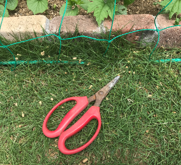 芝生の障害物周りをカットする剪定バサミ