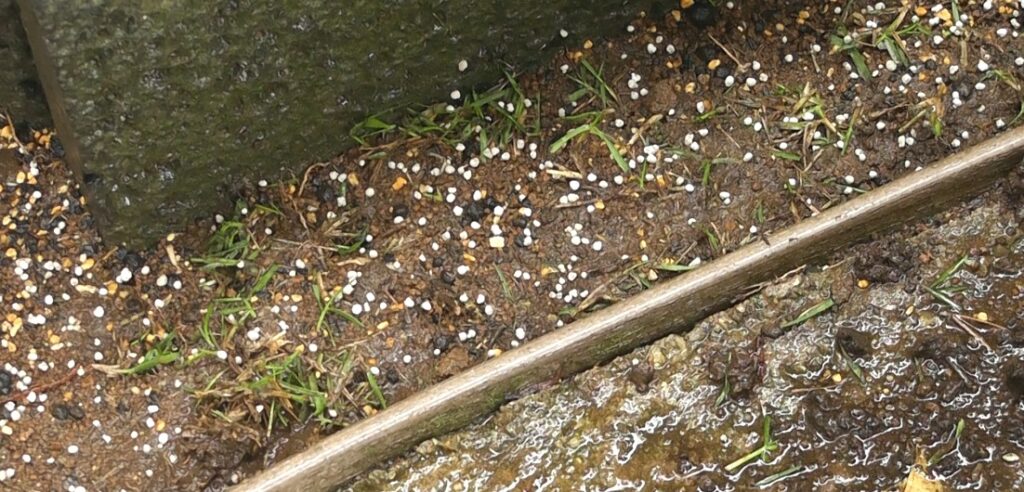 コアリングで取り出した芝生を植えて目土と肥料を与える