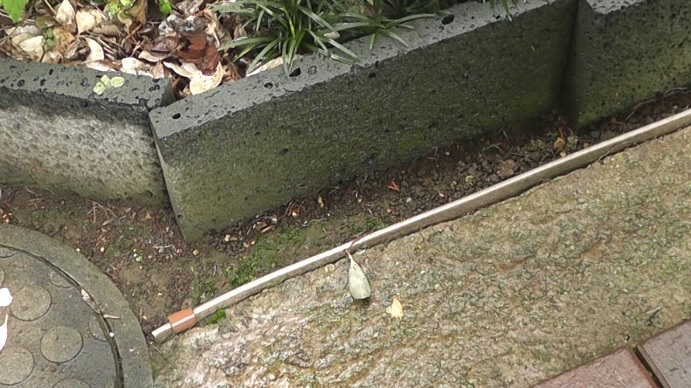 芝生の枯れた場所　コアリングの芝生を植えるエリア