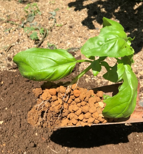 挿し木で発根したバジルを赤玉土ごと植え付ける
