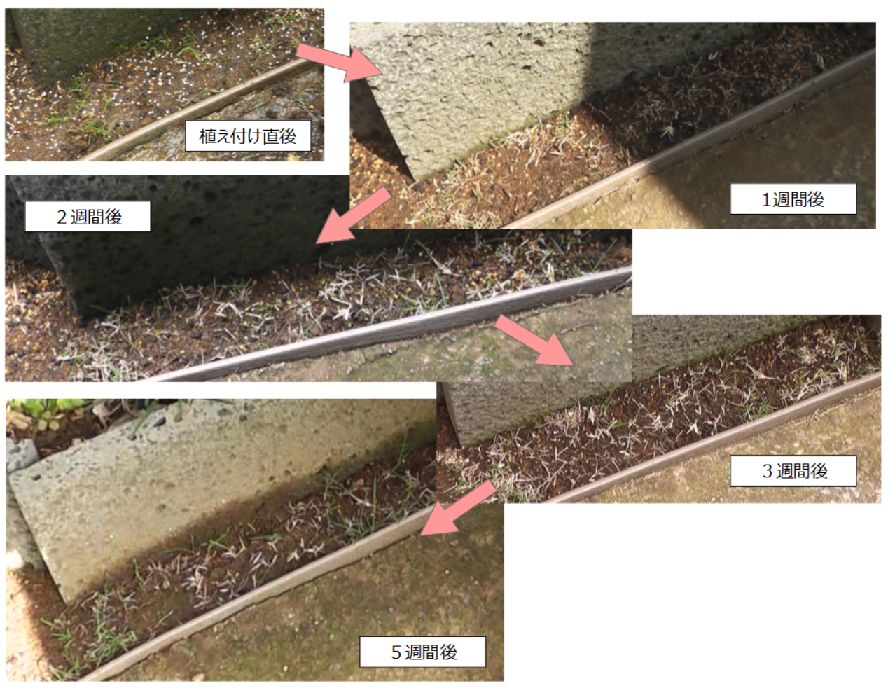 コアリングで取り出した芝生を植えた場所の観察　5週間の記録