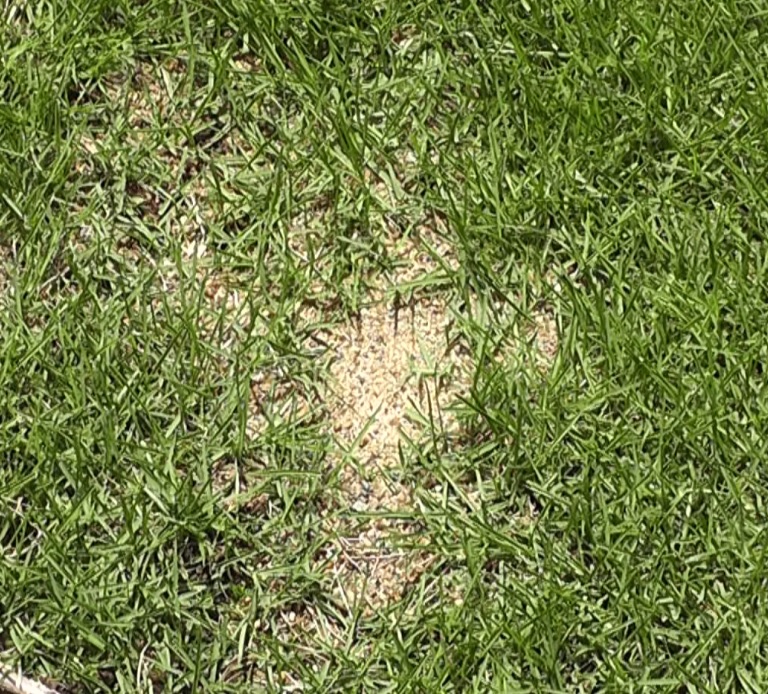 芝生のハゲた部分に溜まって固まった目砂