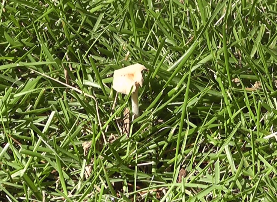 芝生に生えるキノコは午後にはしぼんでしまう