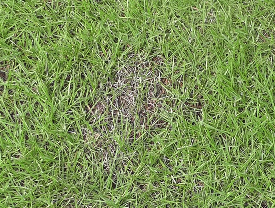 芝生に発生する葉枯れ　葉腐病、ラージパッチ、ブラウンパッチ