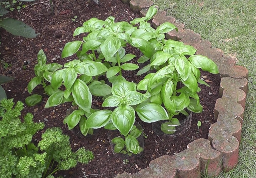 畑に植え付けてモリモリ育つバジル