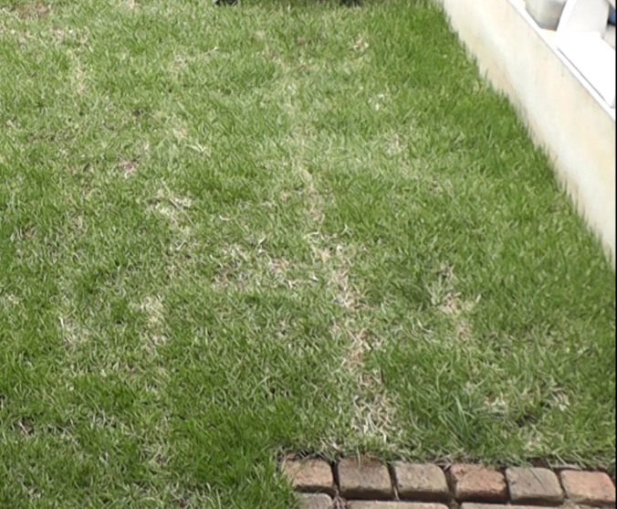 根切りで枯れ芝の縦じまが入った我が家の芝生