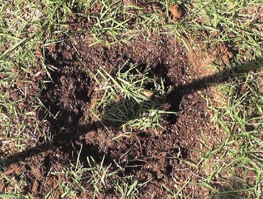 芝生を剥がして床土を入れ替えた場所に芝生を植え付けます