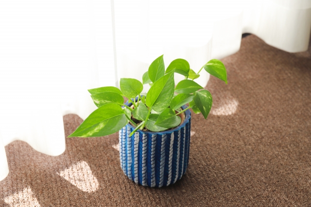 ポピュラーな観葉植物であるポトス