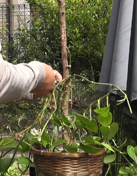 弱々しく育った支柱仕立てポトスを支柱から外して徒長した部分をカットし、植えなおす株を選定する