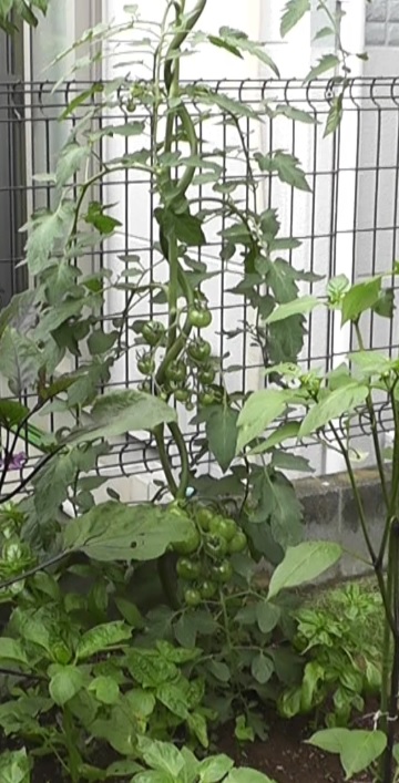 トマトは1本の支柱で1本仕立てで栽培することが多い