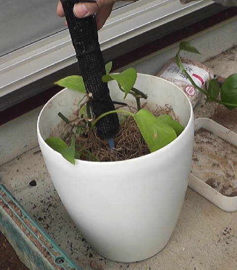 新しい鉢に支柱を配置し、その周りに植え付けるポトスを配置して土を入れる