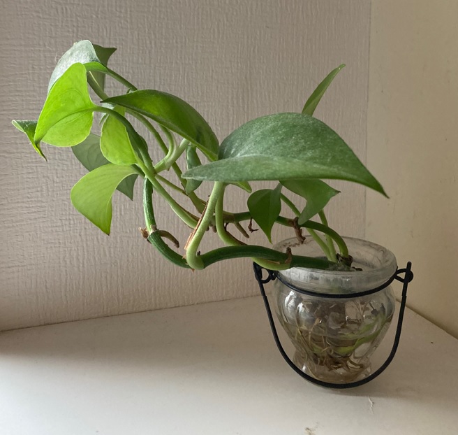 ポトスは水挿ししておけば簡単に発根します