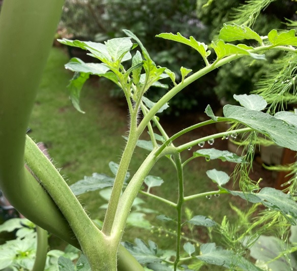 トマトの実付きを良くするために出てきたわき芽は摘み取て芽かきします。