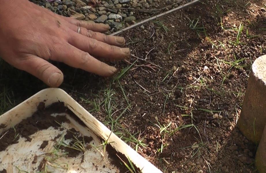 芝生の育成作業で出た芝生のかけらは他の場所に植え付けて有効活用する