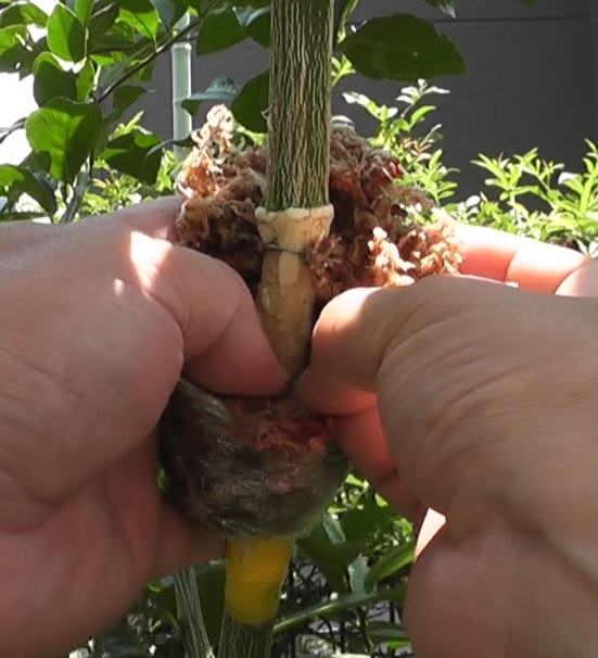 レモンの木を取り木するために皮を剥いで針金で縛った部分に発生したカルス