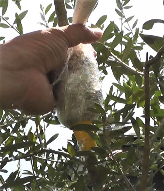 取り木を行うために皮を剥いで水苔をラップで撒いた箇所に水を注入されるオリーブの木