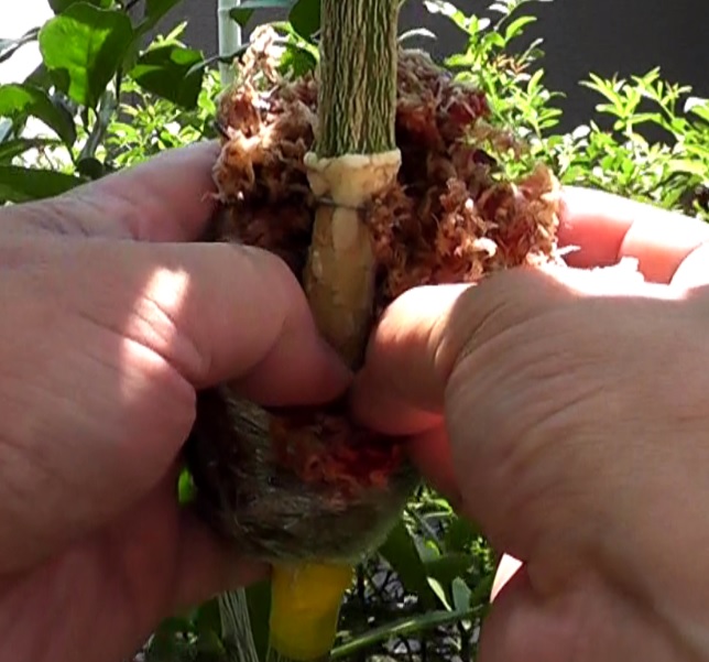 取り木するために水苔を巻いてラップで包んだレモンの枝木に発生したカルス