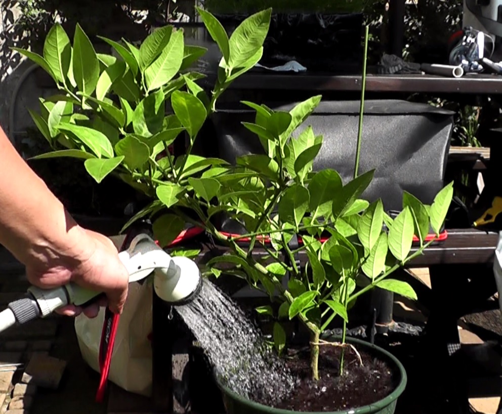 取り木して十分に発根したレモンの枝木を切断して植木鉢に植え付けたら鉢の底から水が出るまで十分に散水する
