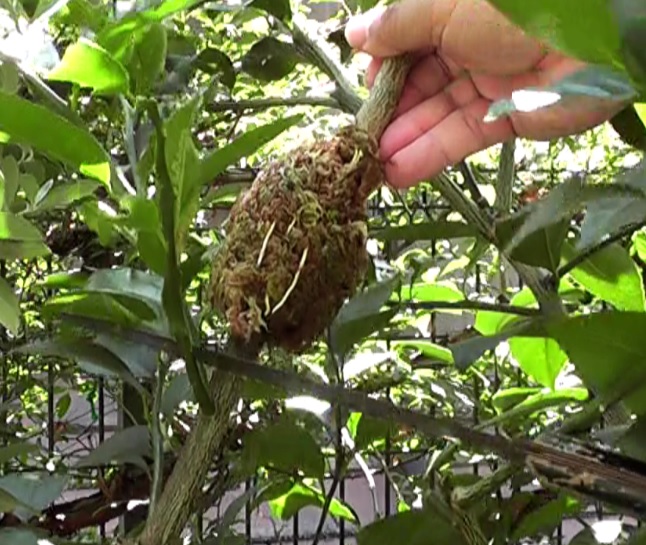 取り木するために水苔を巻いてラップで包んだレモンの枝木に十分な発根が見られたので切断して植え付ける