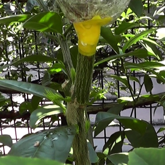 取り木処理したレモンの枝木のすぐ下からたくさん生えてきた新芽