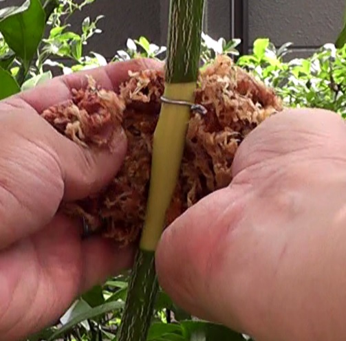 剪定するレモンの枝木に水苔を巻いて取り木するための発根を促す