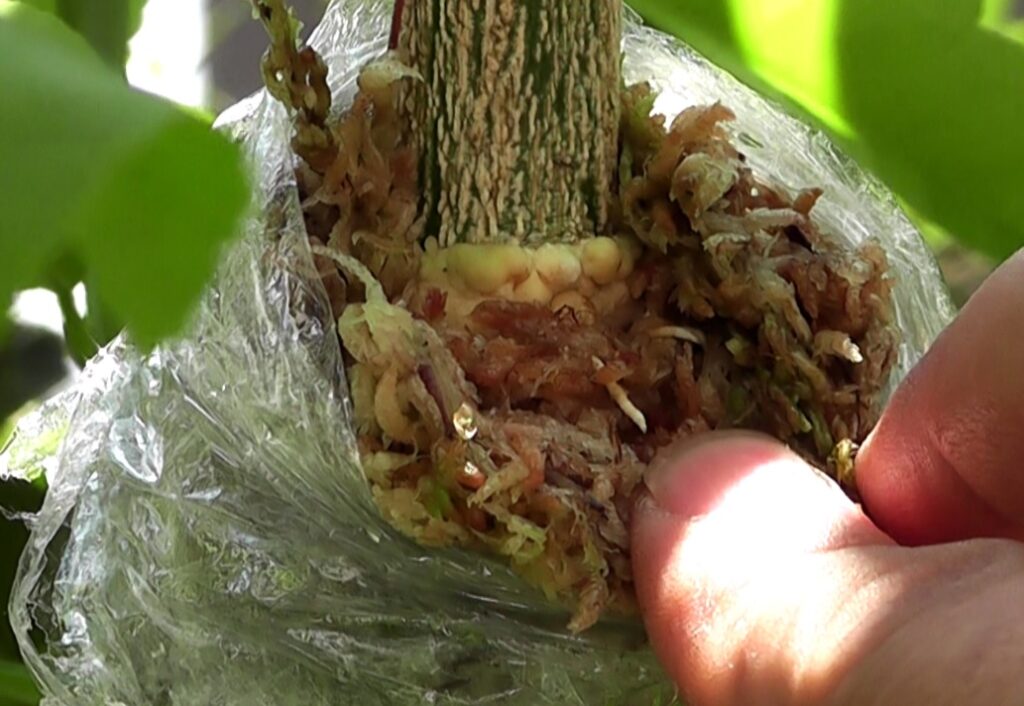 取り木するために水苔を巻いてラップで包んだレモンの枝木に発根した小さな根っこ