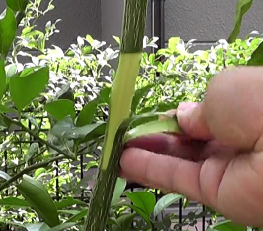 剪定するレモンの枝木の皮を剥き環状剥皮法で取り木する
