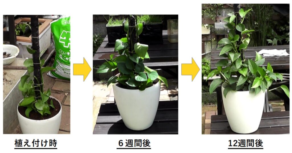 水苔を内蔵した支柱を使用したポトスタワーの植え付け時と6週間後、および12週間後の成長比較