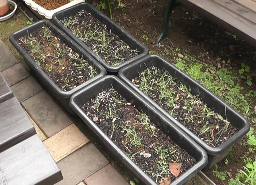 芝生の育成作業で発生した芝生のかけらをプランターに植えつけて養殖を開始し１か月が経過した状態