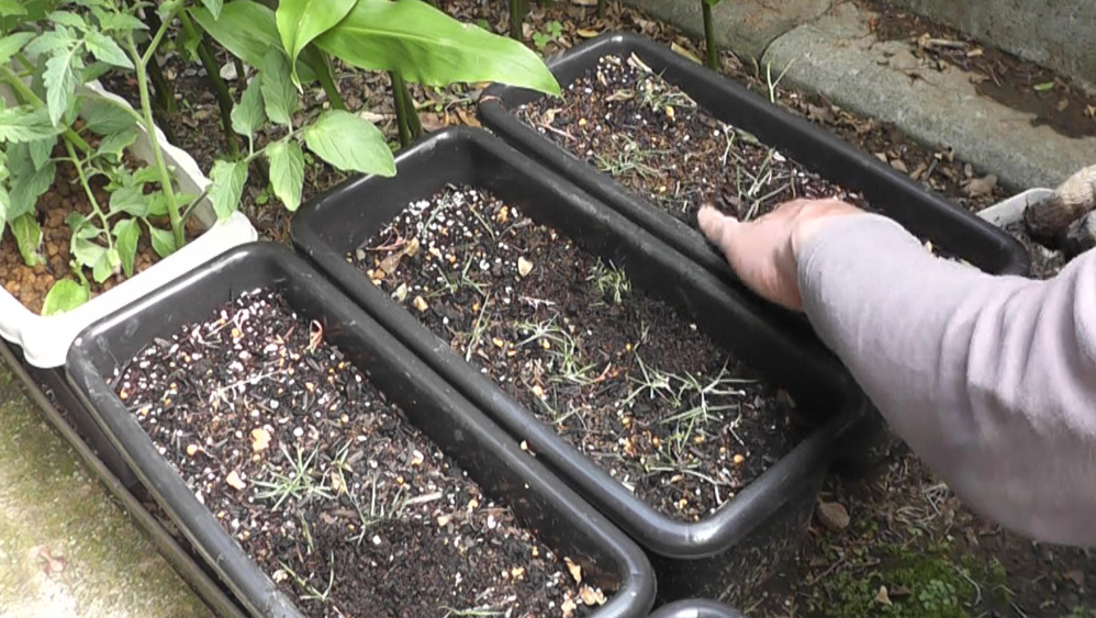 芝生の育成作業で発生した芝生のかけらをプランターに追加で植えつけた直後の状態