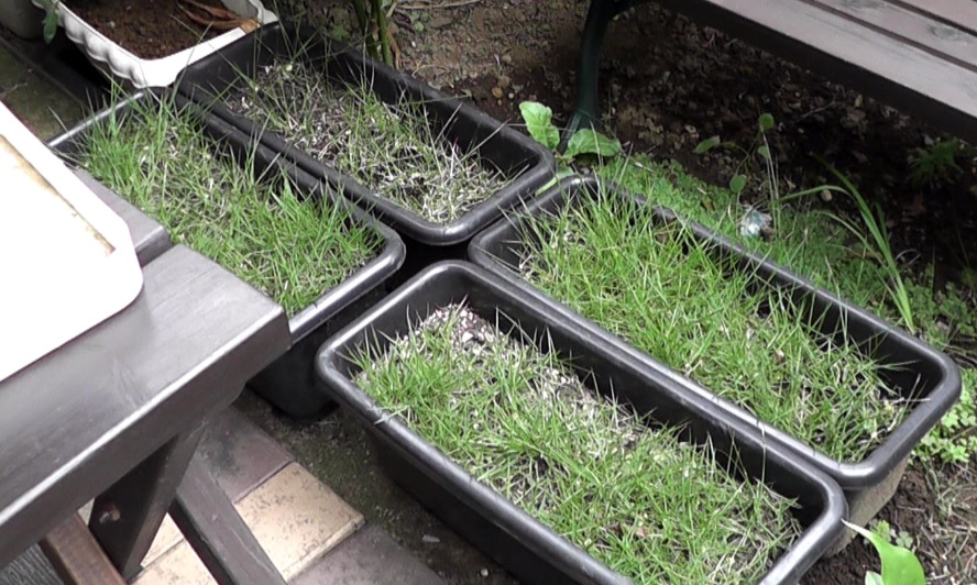 芝生の育成作業で発生した芝生のかけらをプランターに植えつけて養殖を開始し３か月が経過した状態
