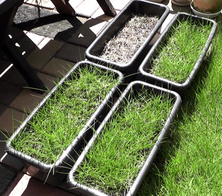 芝生の育成作業で発生した芝生のかけらをプランターに植えて養殖した芝生の４か月後