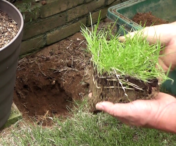 育成作業で発生した芝生のかけらを植え付けて実験的に培養した芝生を、庭に植え付ける