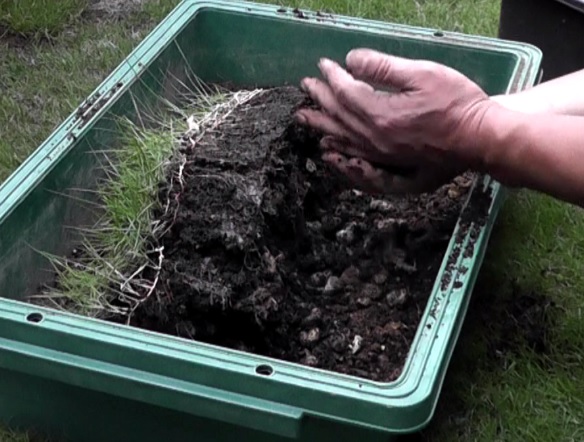 育成作業で発生した芝生のかけらを植え付けてプ養殖したプランター芝生はサイズが大きくて扱いにくい