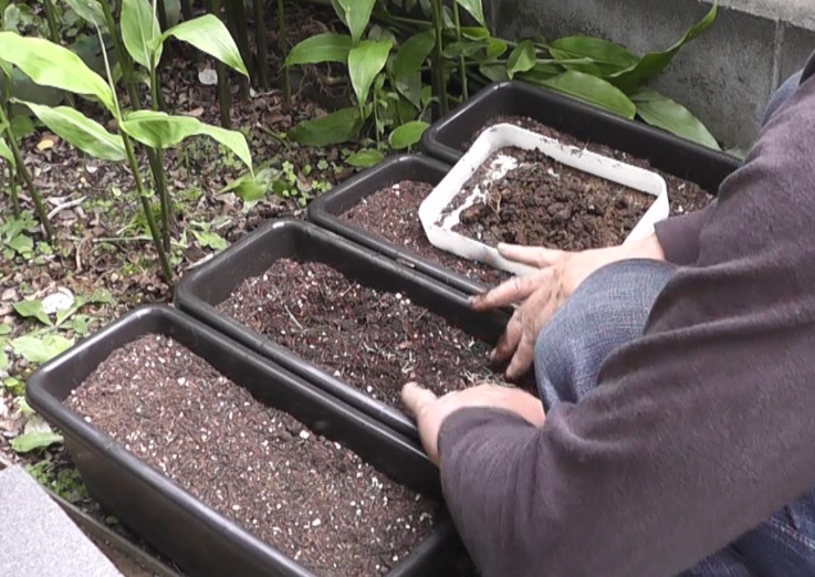 芝生の育成作業で発生した芝生のかけらをプランターに植えて養殖して活用する
