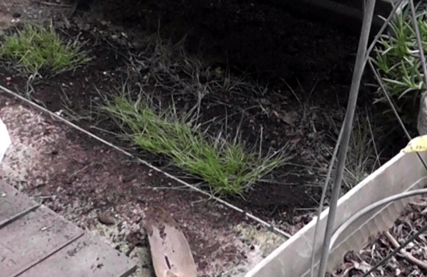 育成作業で発生した芝生のかけらを植え付けてプランターで養殖した芝生を、庭に植え付ける