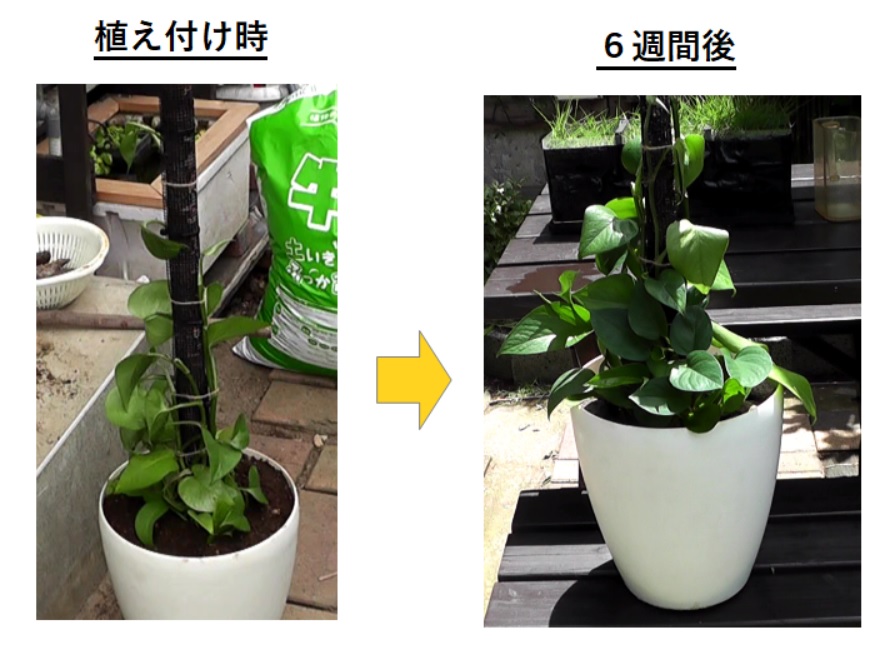 水苔を内蔵した支柱を使用したポトスタワーの植え付け時と６週間後の成長比較