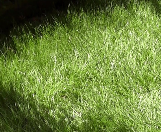 背丈が大きく伸びた芝生は芝刈りが必要