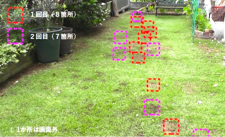 昨年実施した箇所と重ならないように芝生を部分的に剥がして床土を入れ替える