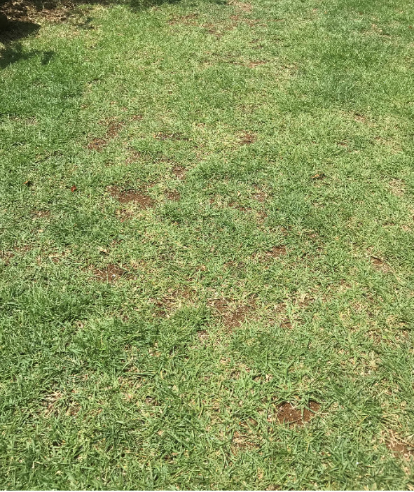 １０年以上雑草取りだけで放置してハゲが目立つ状態の育成を始める前の芝生