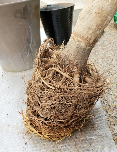 根が張り過ぎて鉢内で根詰まりを起こした鉢植えの樹木