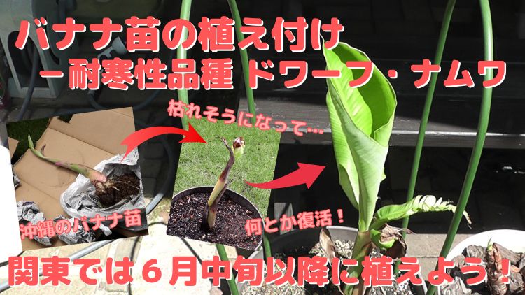 関東でのバナナ苗の植え付けに最適な時期や方法と土の配合