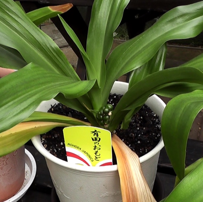 根元から生えてきた花が結実した我が家の万年青