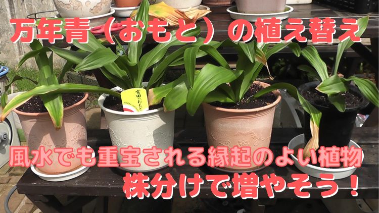 縁起の良い植物、万年青を株分けで植え替えして増やす方法
