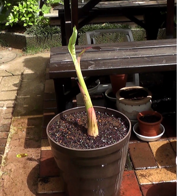 オークションで購入したバナナ苗を大きめの鉢に植え付ける