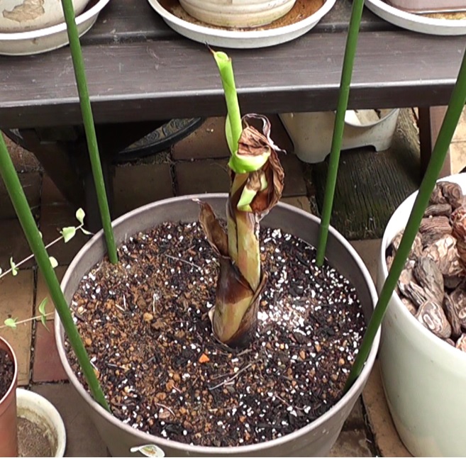 枯れ始めたバナナ苗の中心から新しい葉（新芽）が出始めた