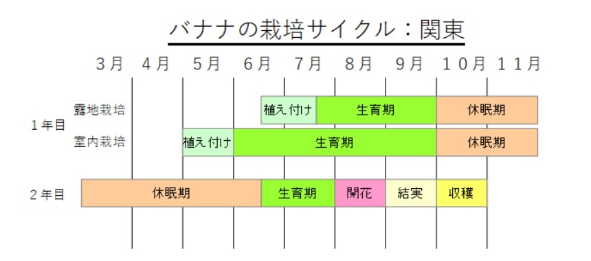 関東でのバナナの栽培サイクルでは気温が上がって安定する６月中旬以降が望ましい