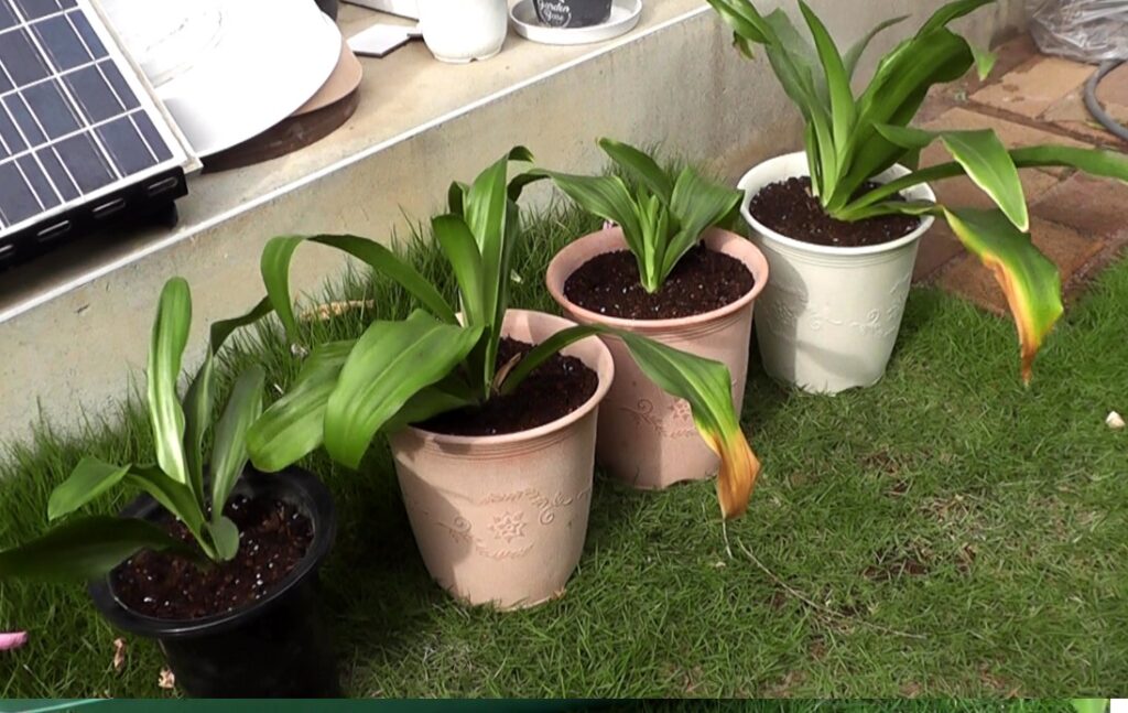 １鉢の中で込み合っていた万年青を株分けして４つの株に分けた