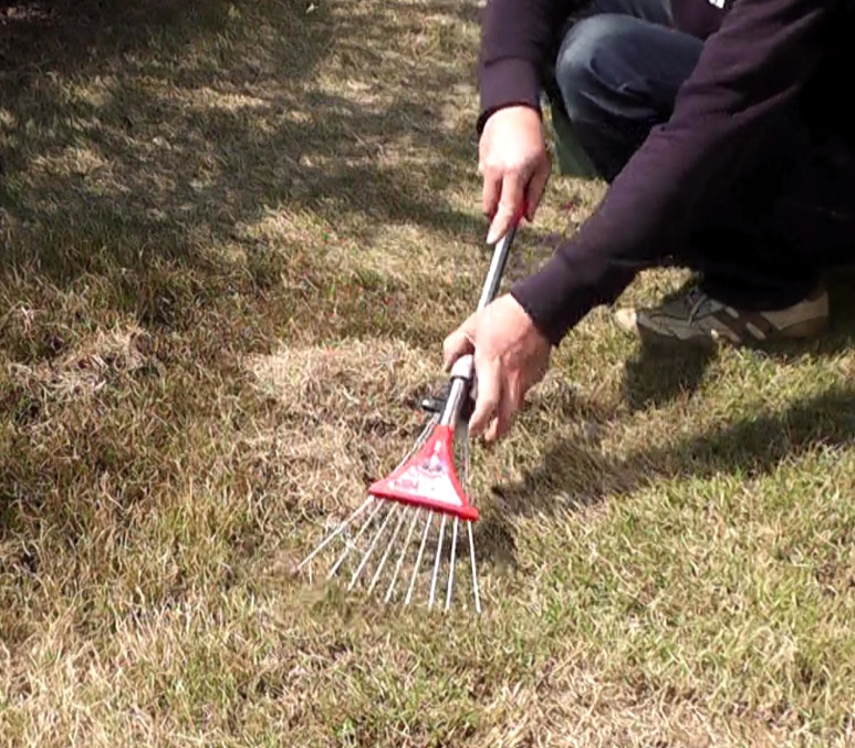 芝生をレーキで掻いて芝生の間に溜まった枯れた芝生(サッチ)を除去するサッチング