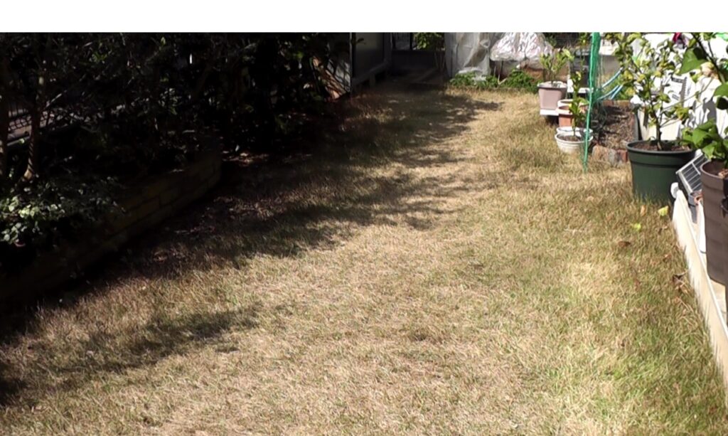 葉先が伸びた状態で冬越しさせ、春を迎えた我が家の芝生